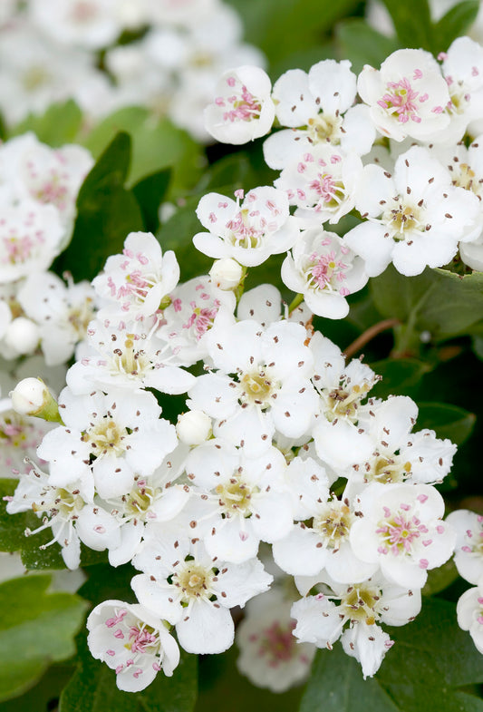 Para Methyl Acetophenone