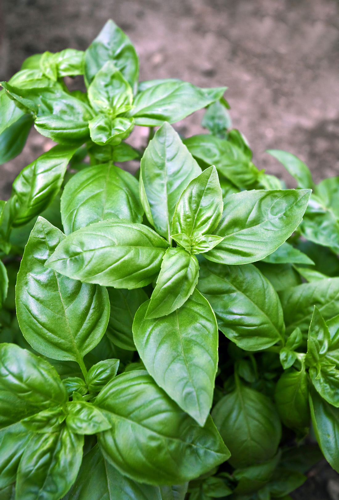 Basil Oil ct Linalool – Fraterworks