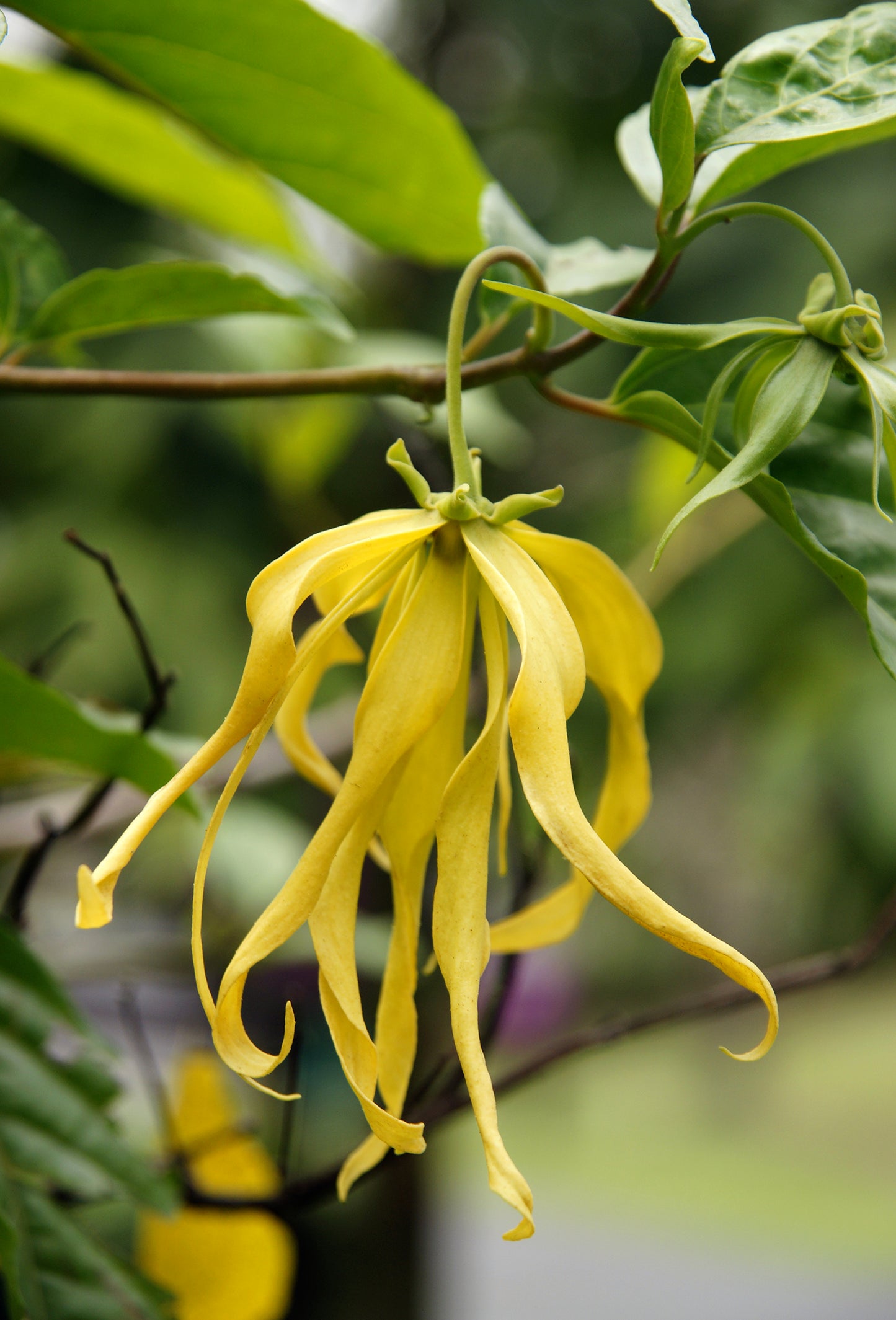 Para Cresyl Methyl Ether