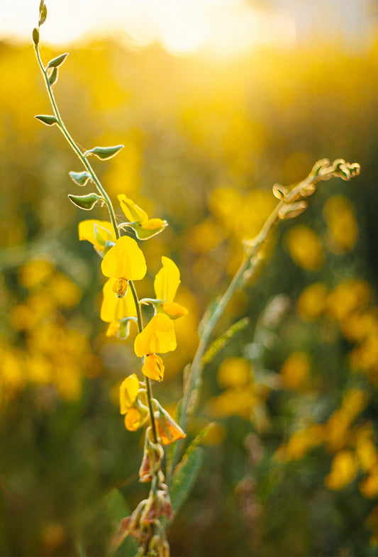Sweet Clover Absolute