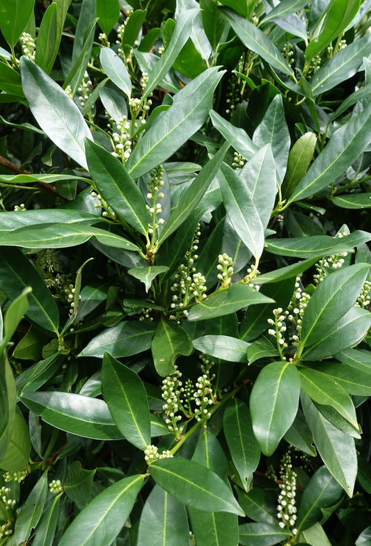 Myrcene