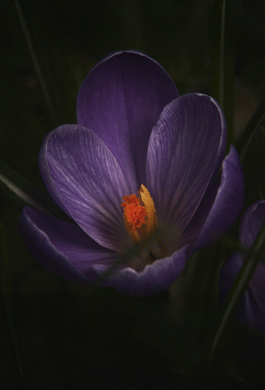 Saffron Hamra Attar Type Formula