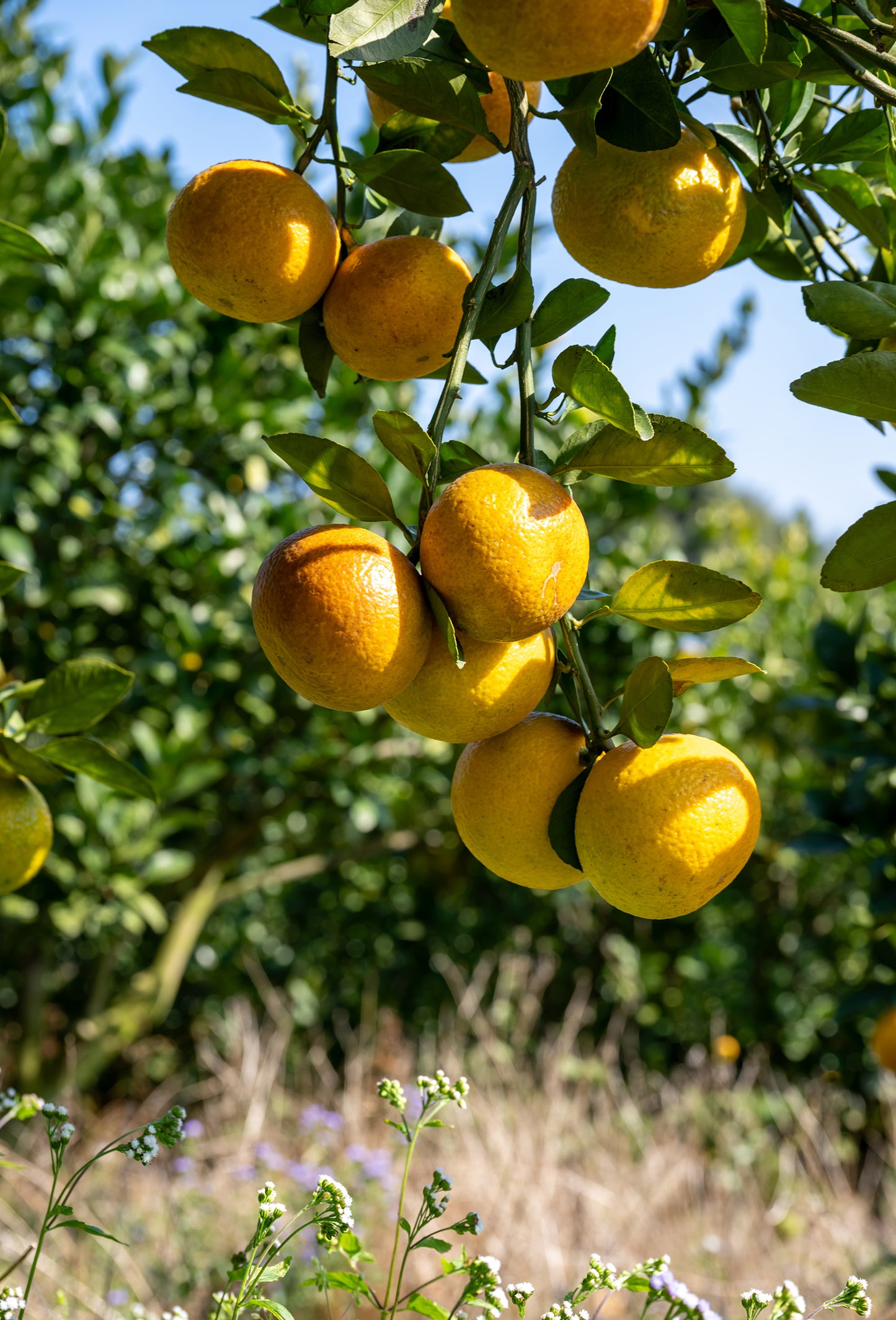 Dihydroterpinyl Acetate