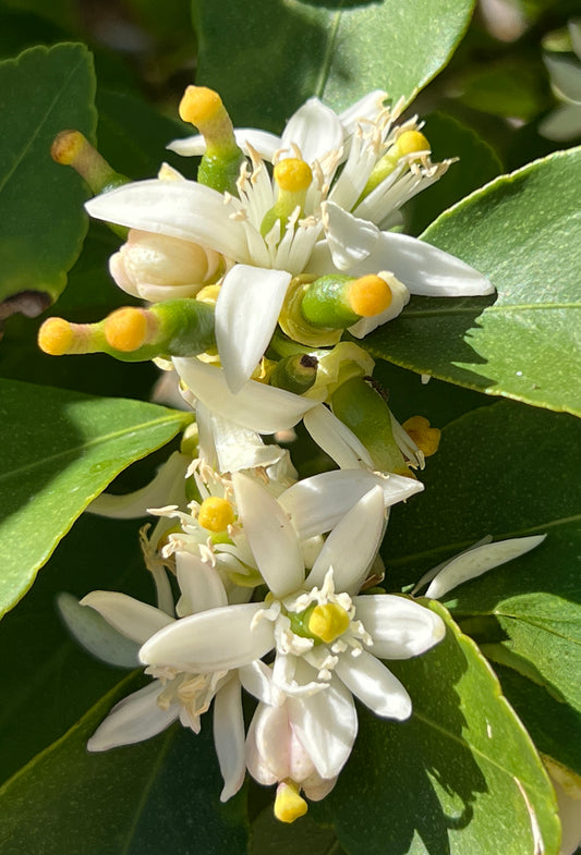 Bigaflower™