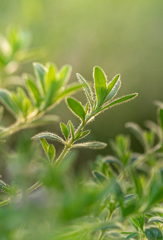 Thyme Oil ct Borneol