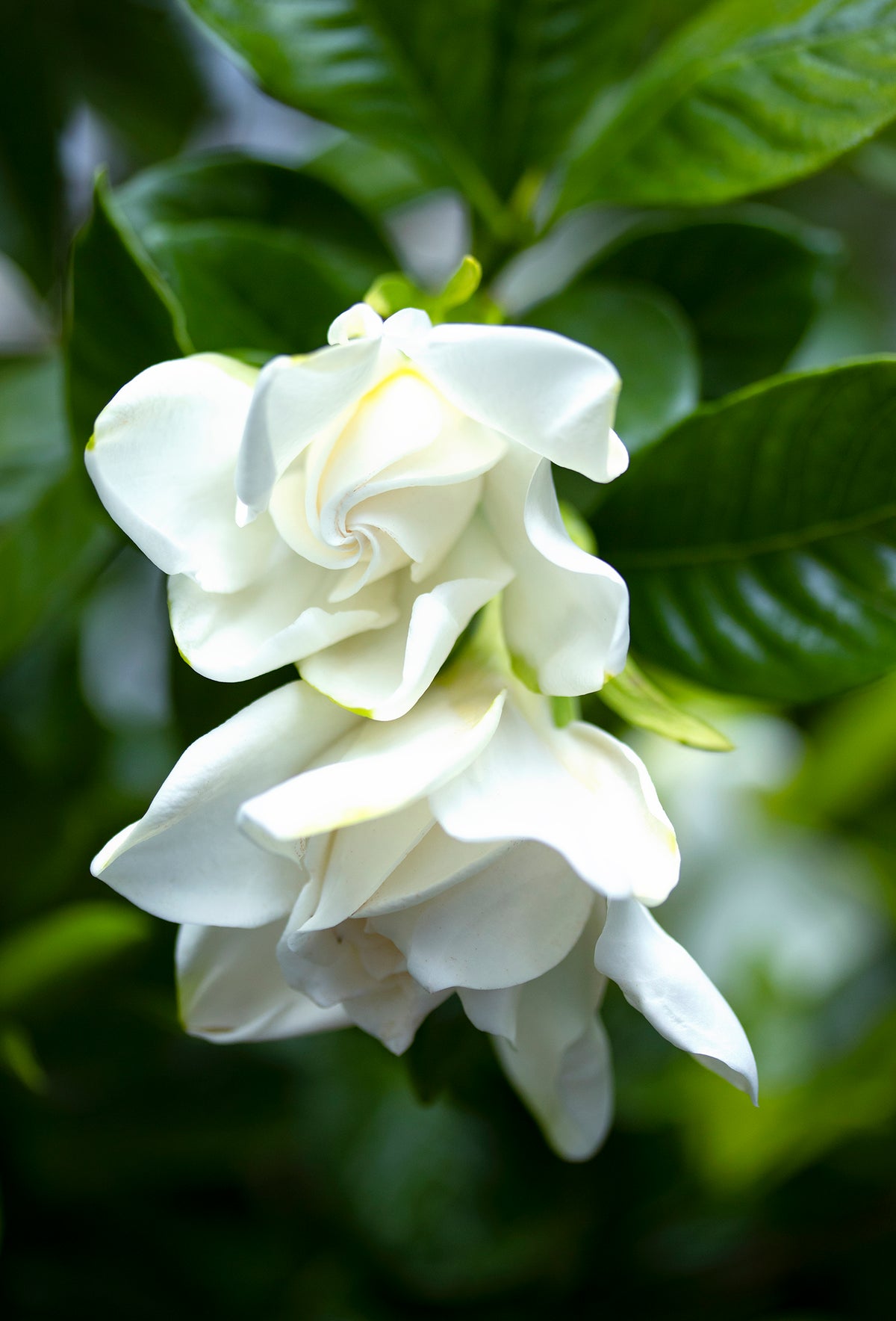 Floropal