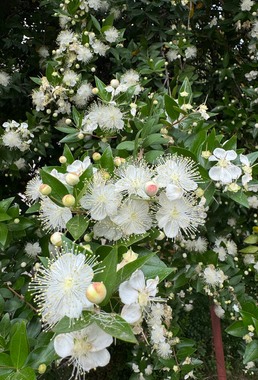 Myrtle Oil, Rectified