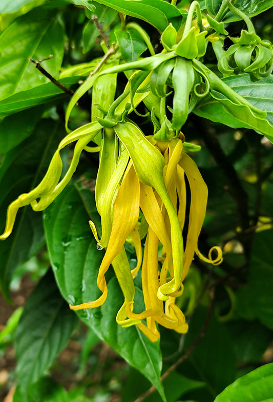 Ylang Heart