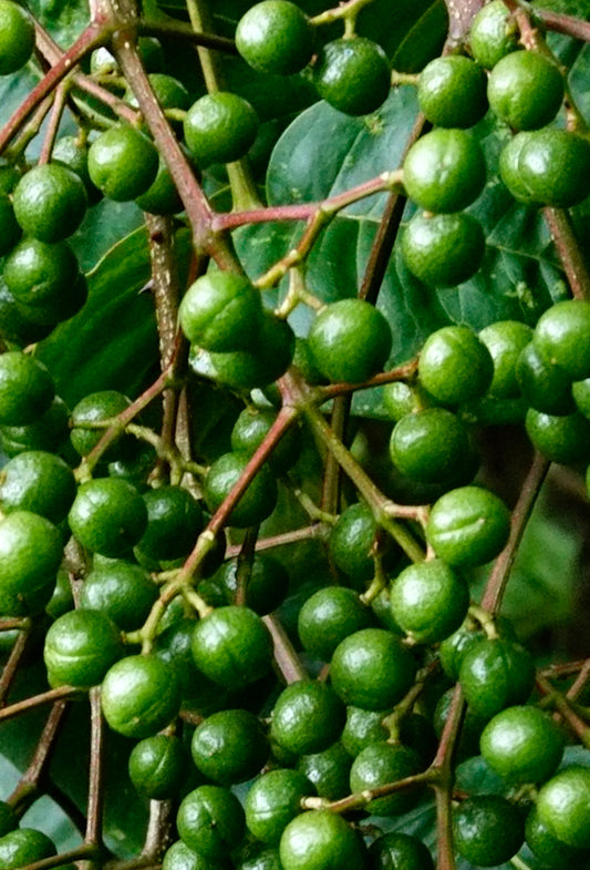Forest Pepper, P. Jungle Essence