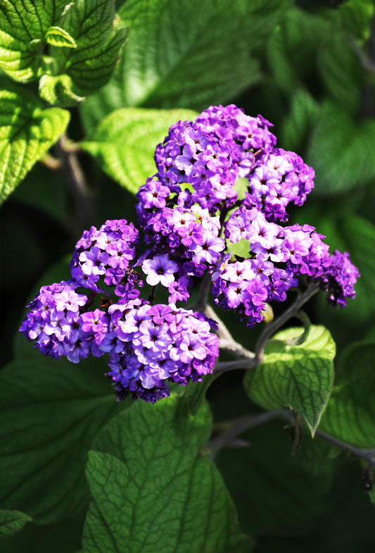 Fleur D'Heliotrope
