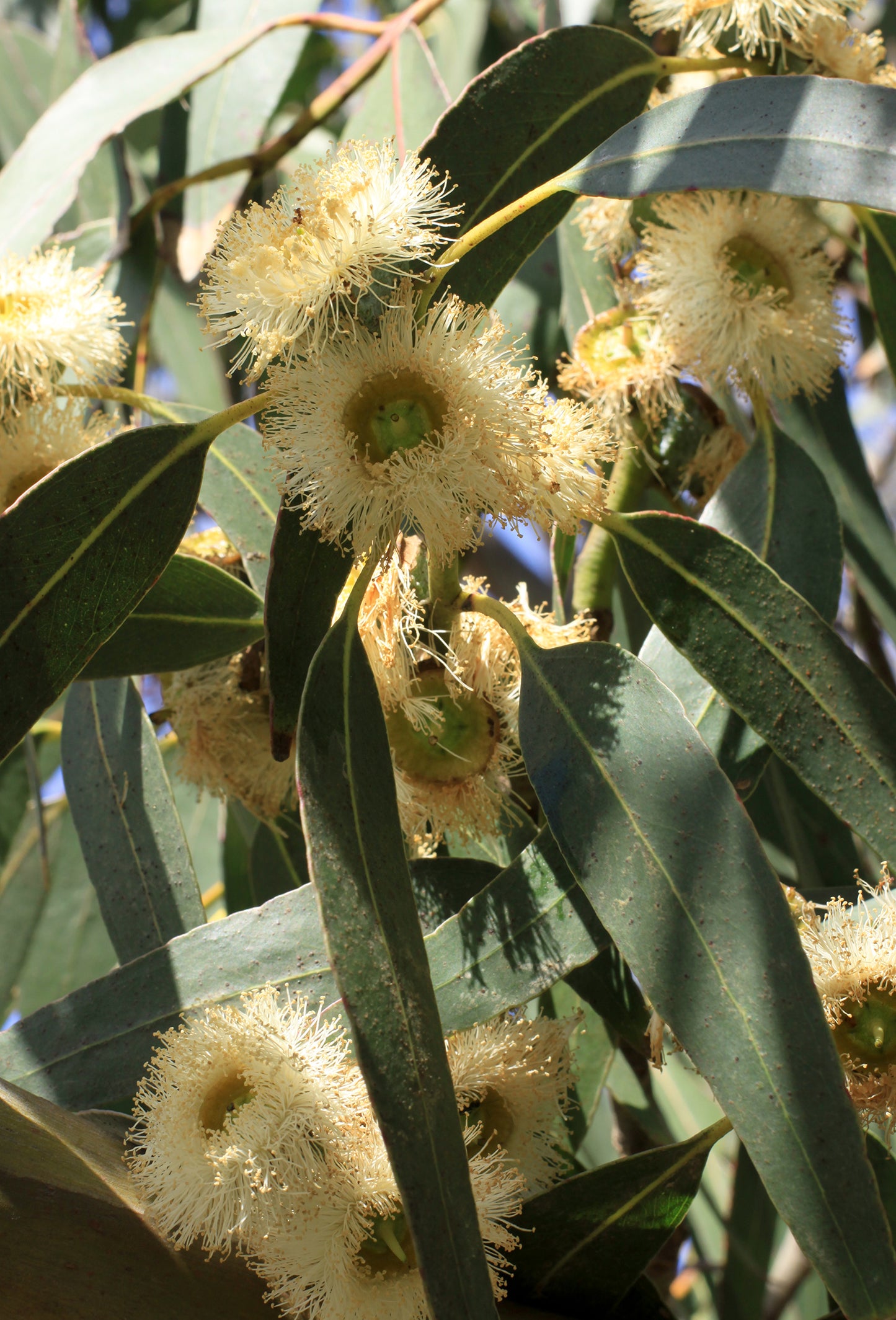Eucalyptus Oil, Citriodora