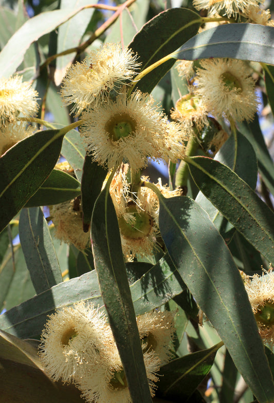 Eucalyptus Oil, Citriodora