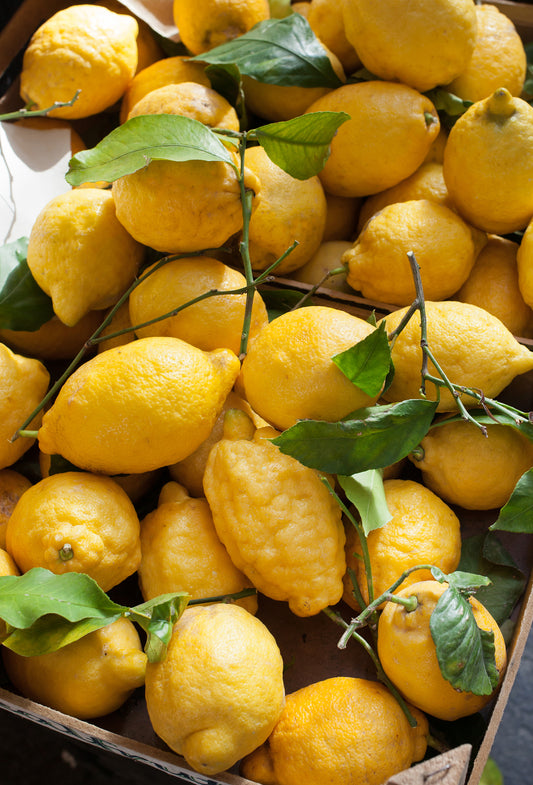 Lemon Oil Messina, Pelatrice