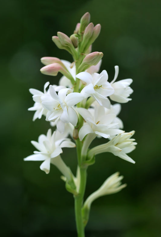 Tuberose TruAbs