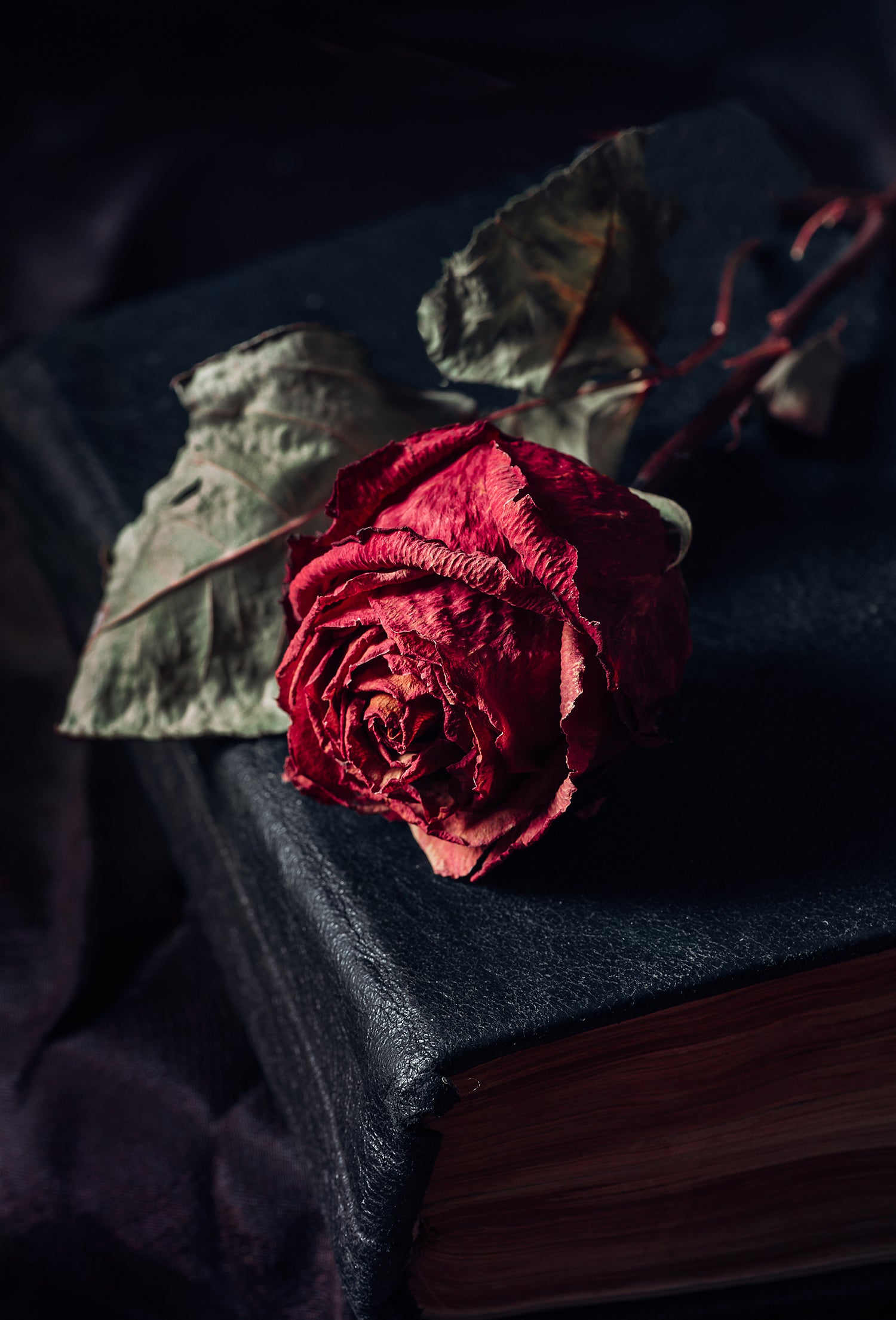 Умирающие розы. Увядший цветок на черном фоне. Увядший цветок. Умирающие розы. Умирающие розы.