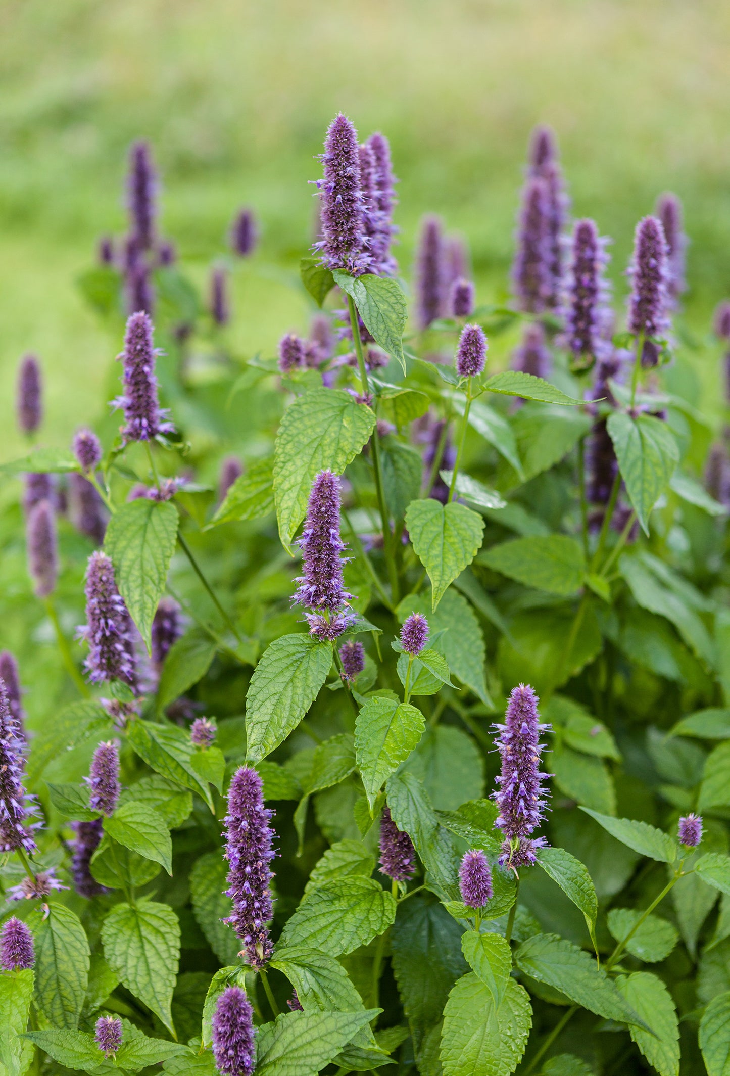Hyssop Oil