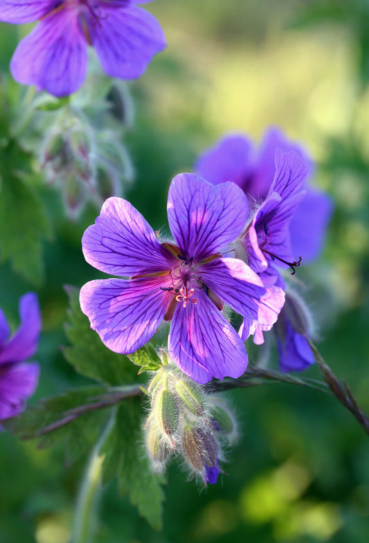 Geranium Heart