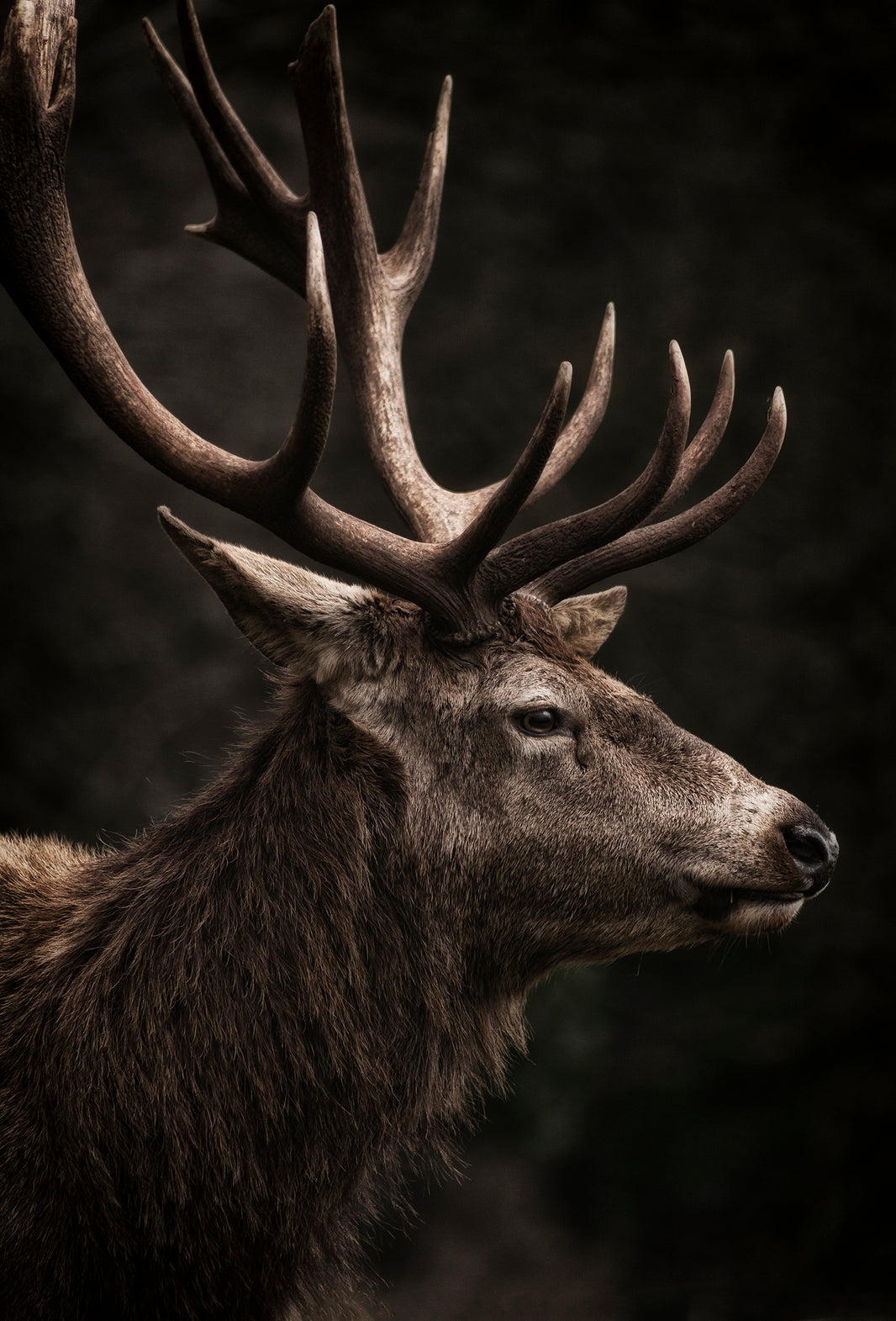 Animalics – Fraterworks