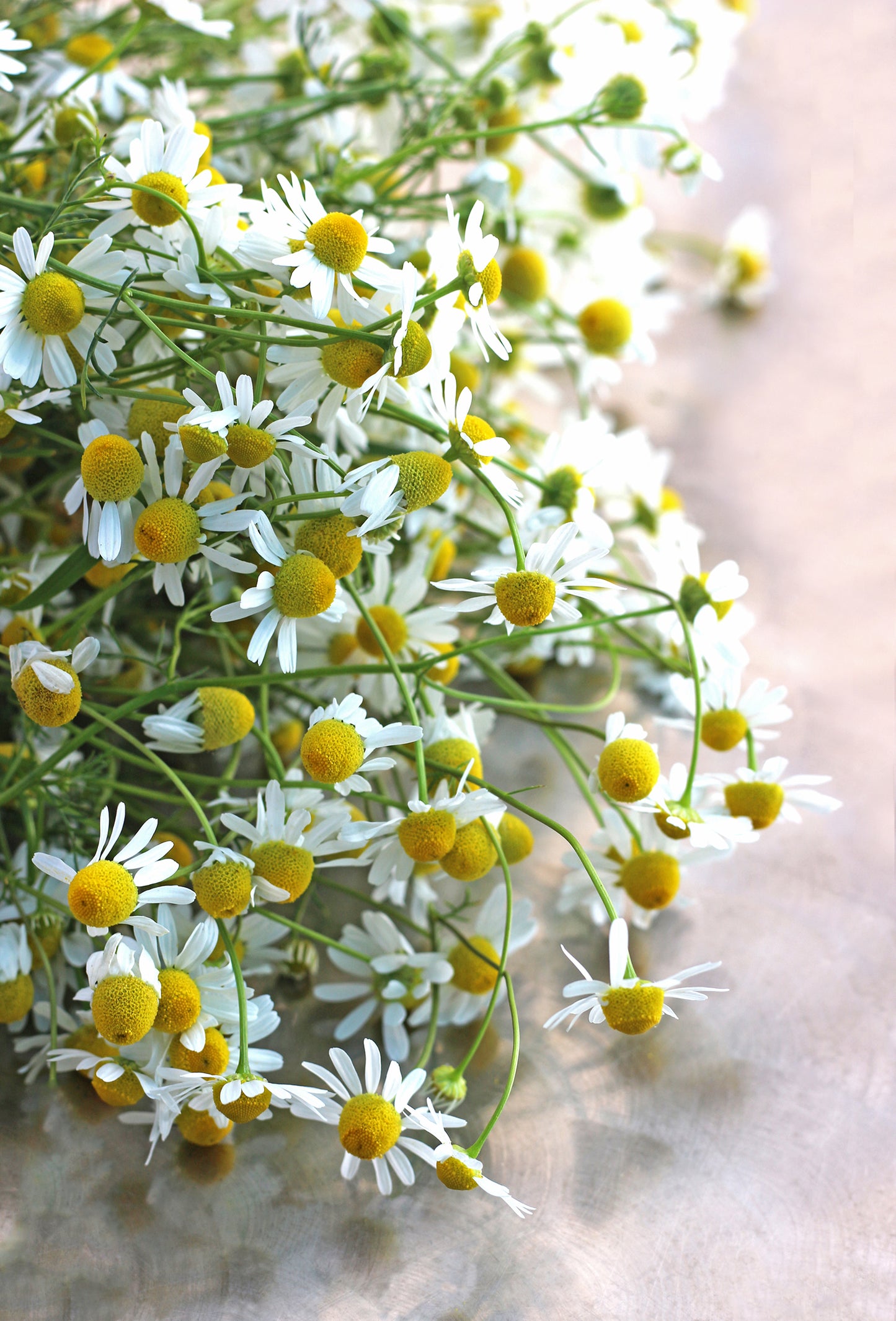 Roman Chamomile Oil