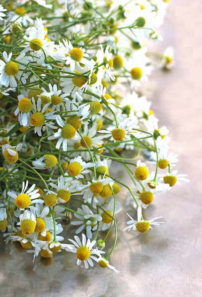 Roman Chamomile Oil – Fraterworks