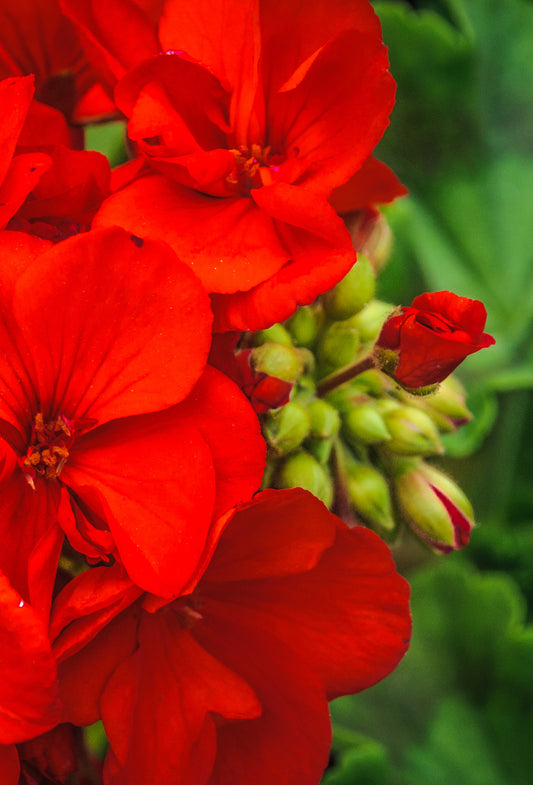 Methyl Cyclogeranate