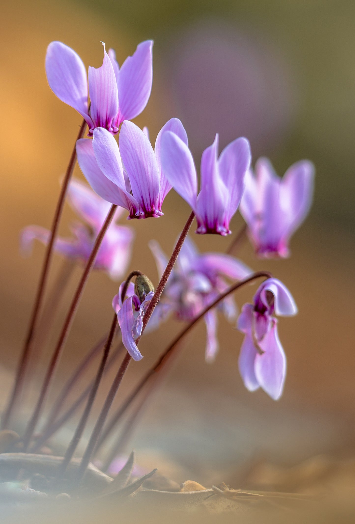 Cyclamen des Alpes