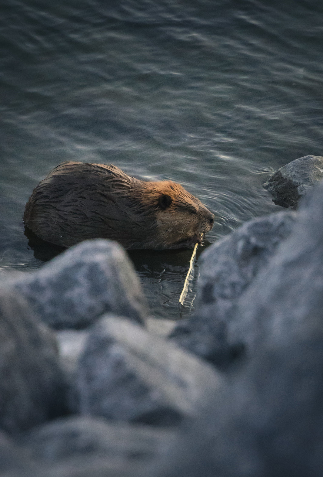 Animalics – Fraterworks