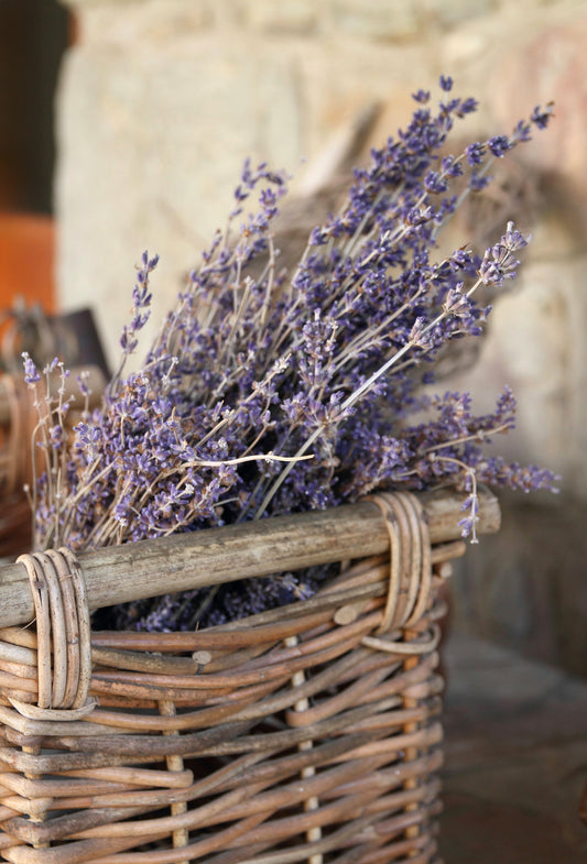Lavender Oil, Balkans