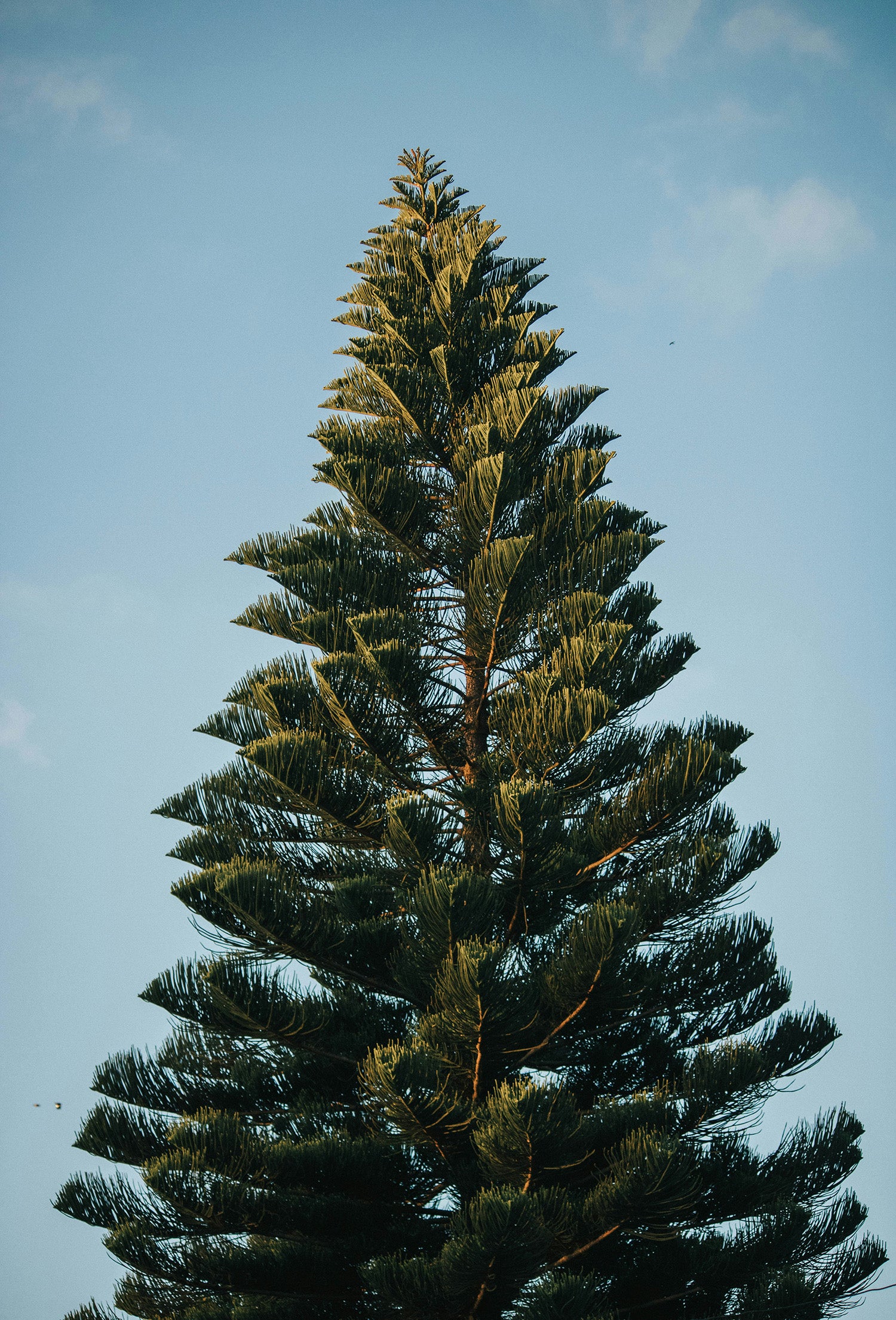 Beta Pinene – Fraterworks