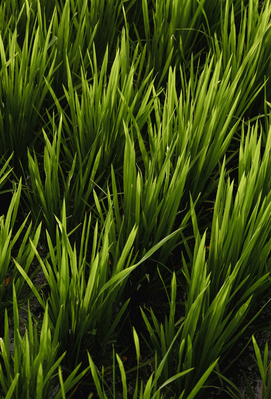 Vetiver Oil, Java