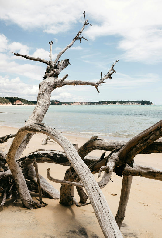 Driftwood