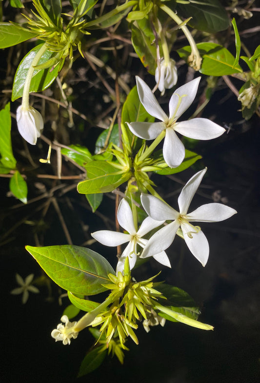 Karo Karounde TruAbs®