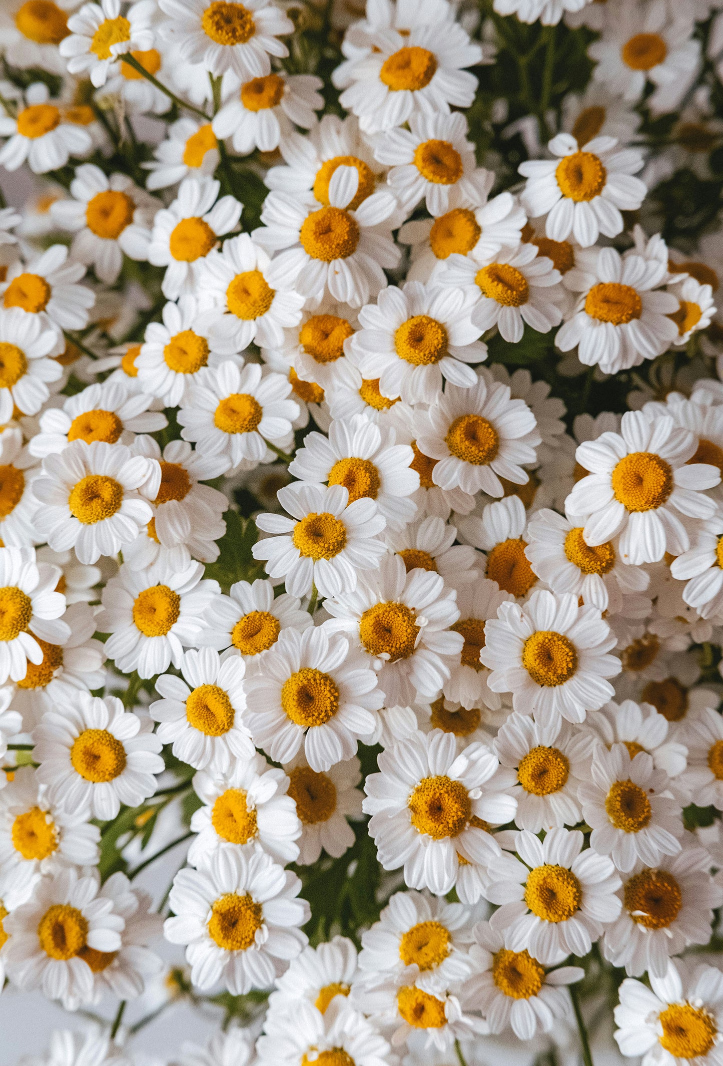 Chamomile Isobutyrate
