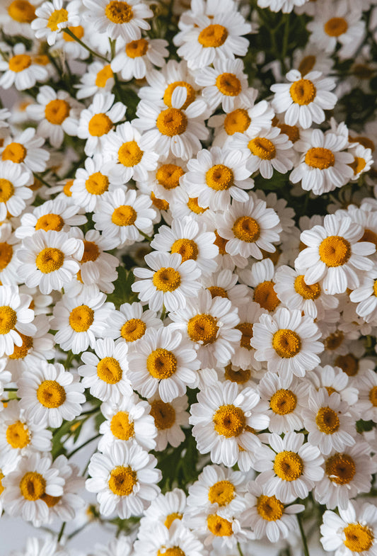 Chamomile Isobutyrate