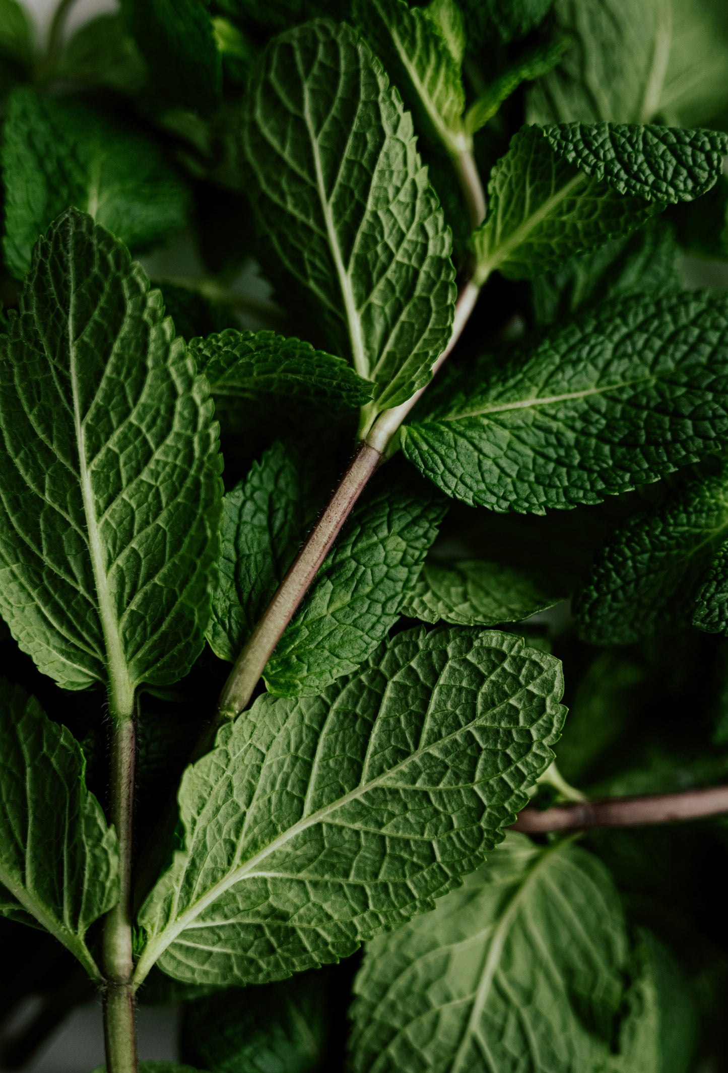 Piperitone