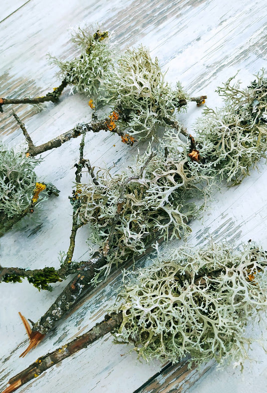 Oakmoss Green Absolute