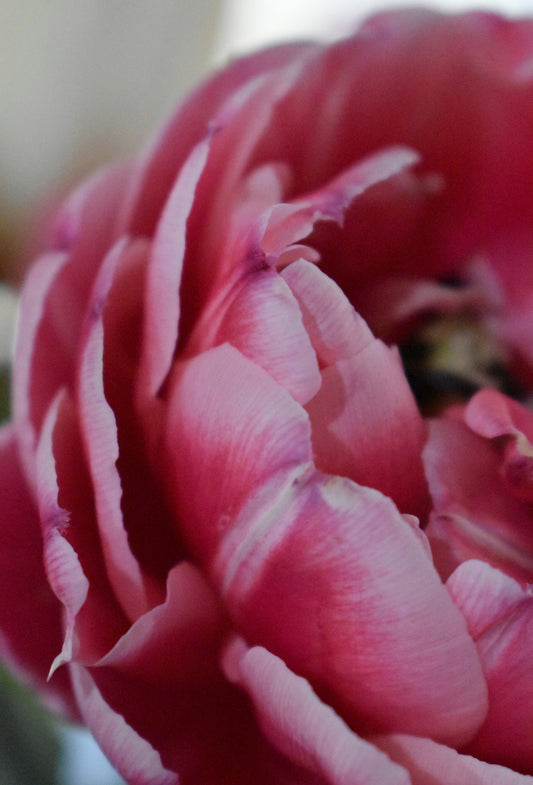 Phenyl Propyl Alcohol