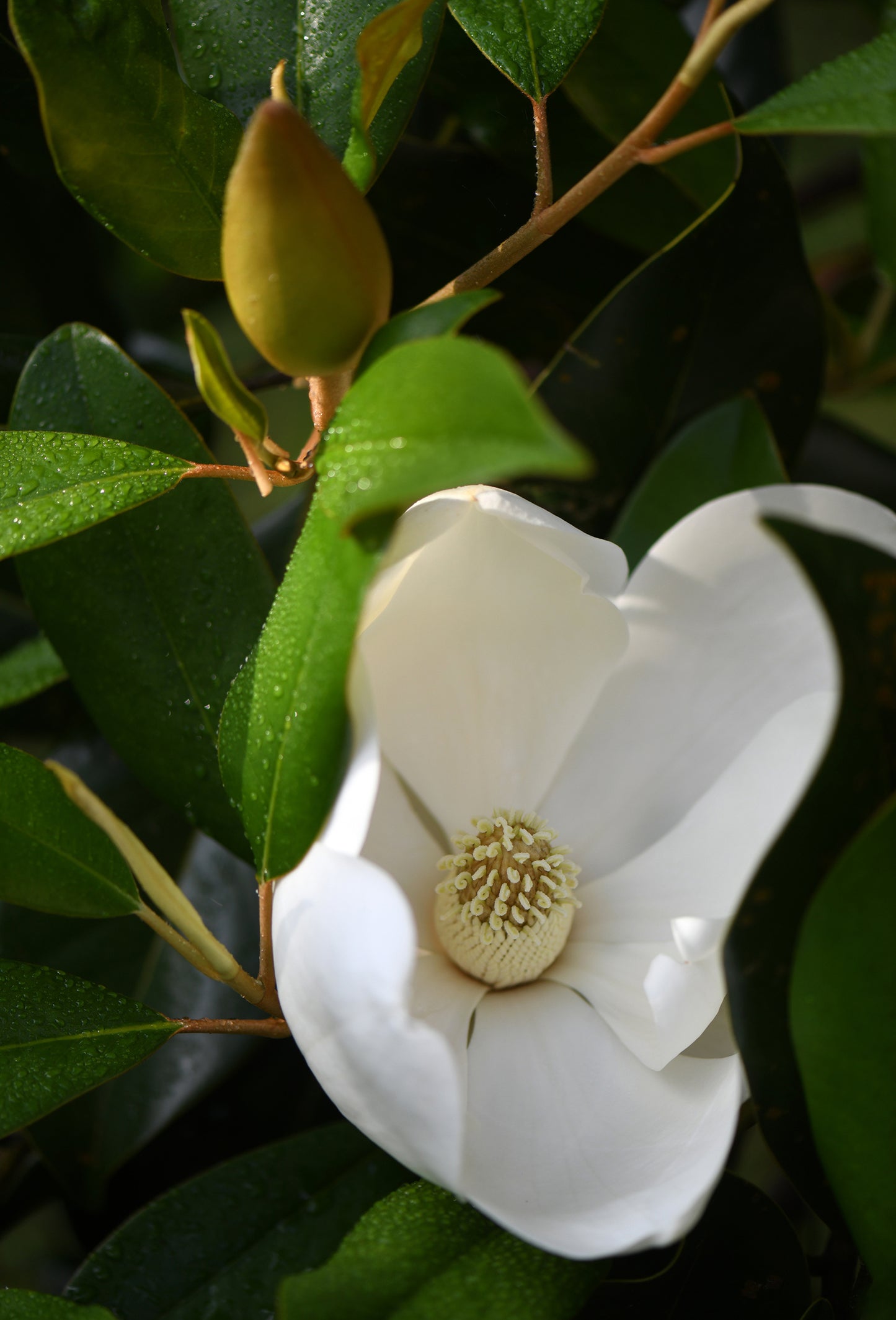 Magnolia Leaf Oil