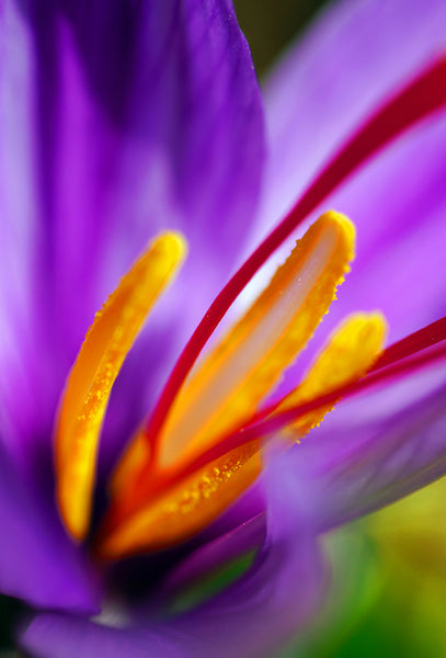 ☆saffron☆ Crocus sativus (size 11/+) – Buy Saffron Crocus bulbs at