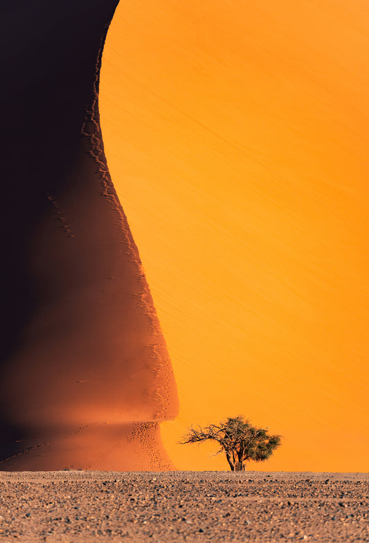 Myrrh Wildii Oil, Namibia