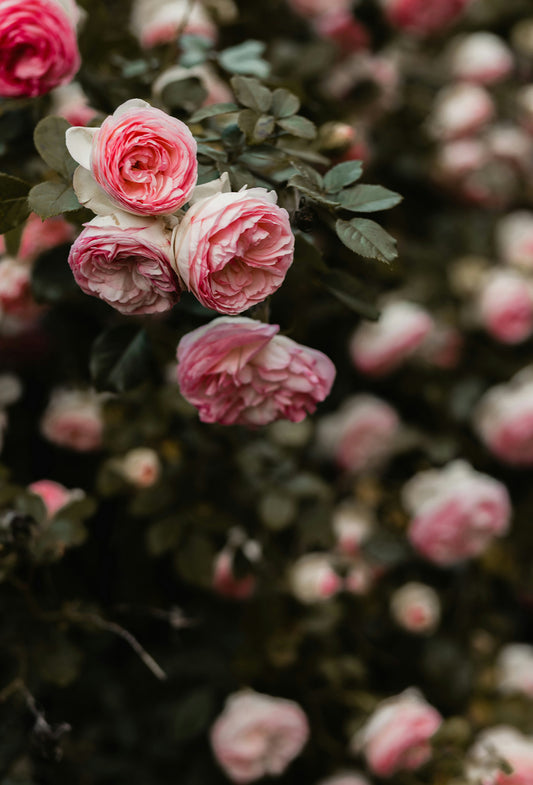 Phenyl Ethyl Acetate