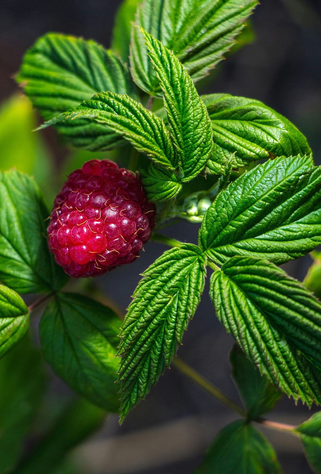 Raspberry Leaf Absolute – Fraterworks