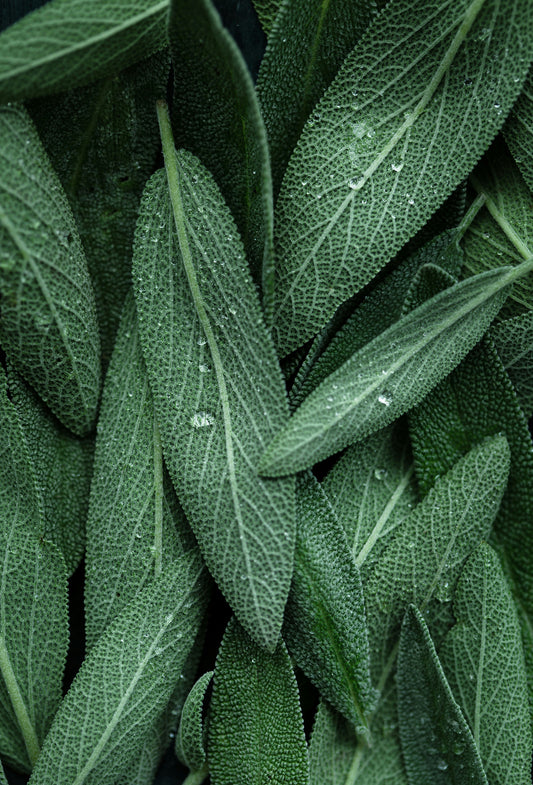 Sage Officinalis Oil