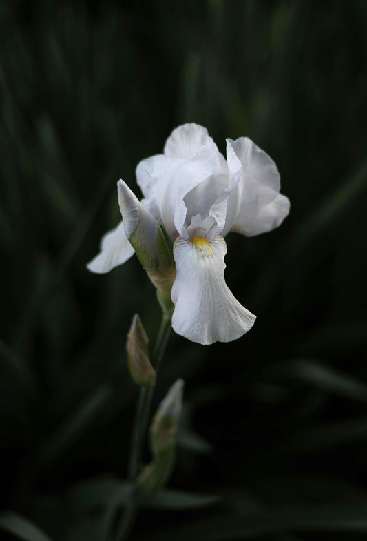 Orris Pallida Butter