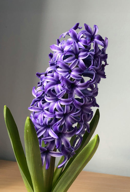 Hyacinth Storm