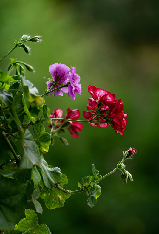 Geranium Oil, Egypt