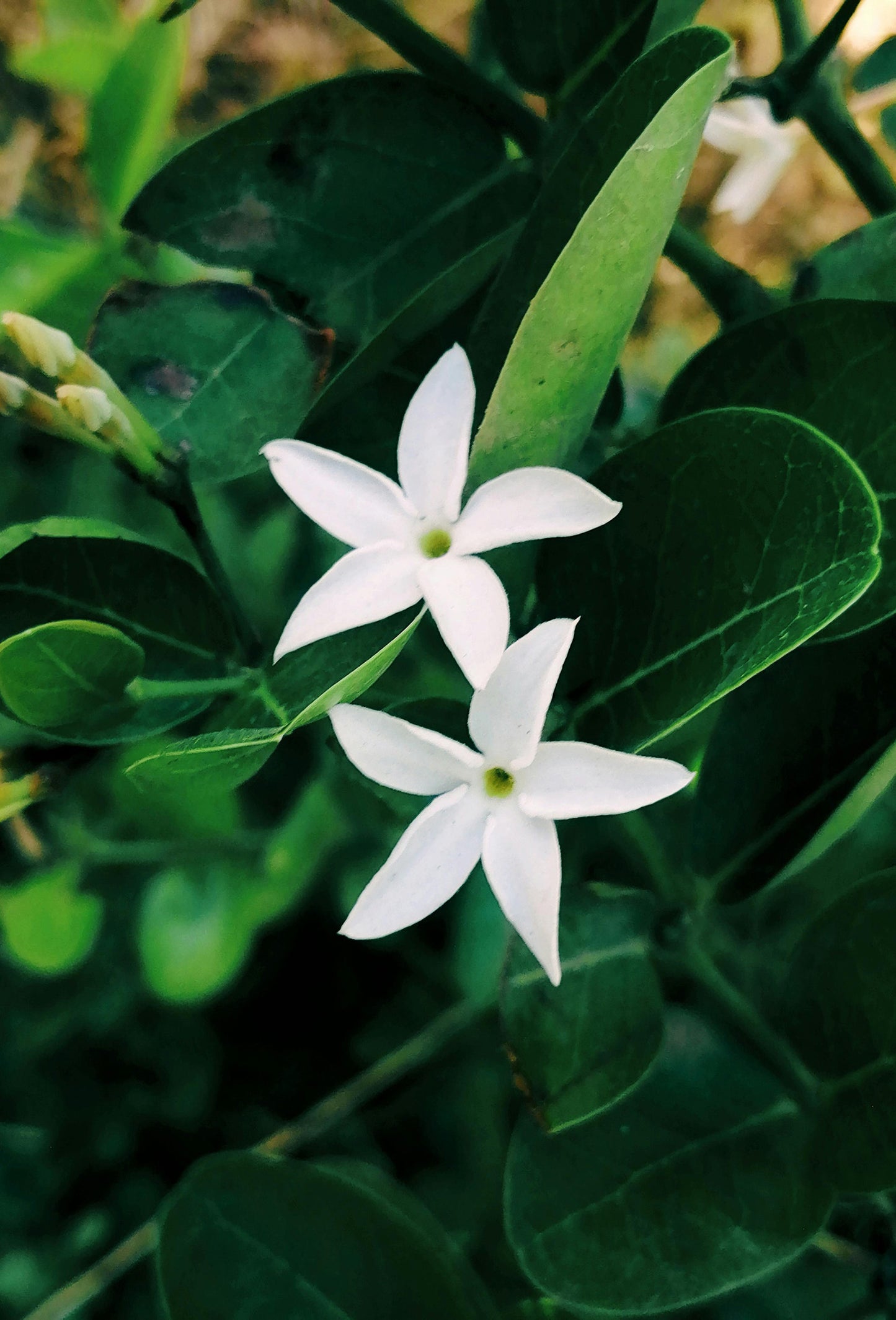 Jasmine Absolute, Egypt