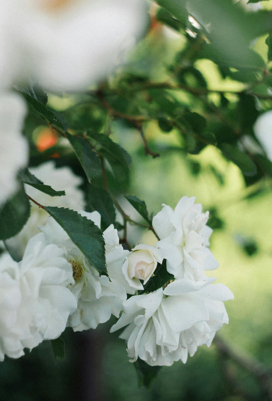 White Rose Absolute, Moldova