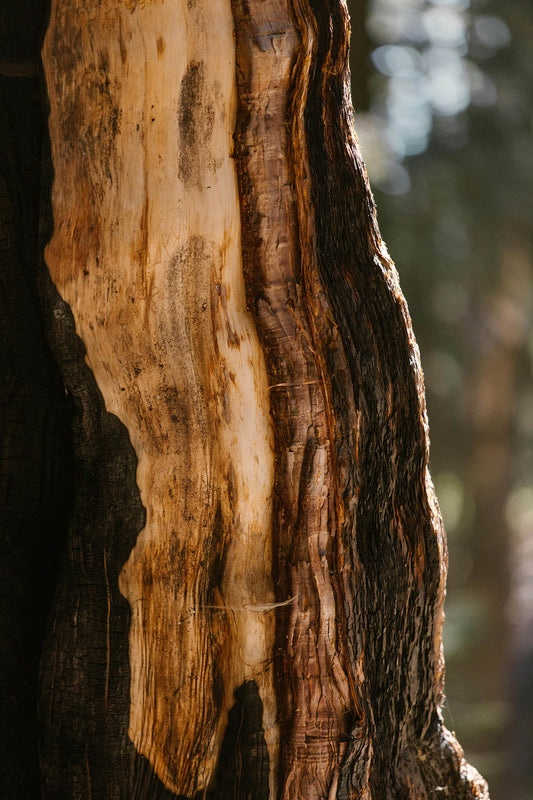 Sandalwood Oil, New Caledonia