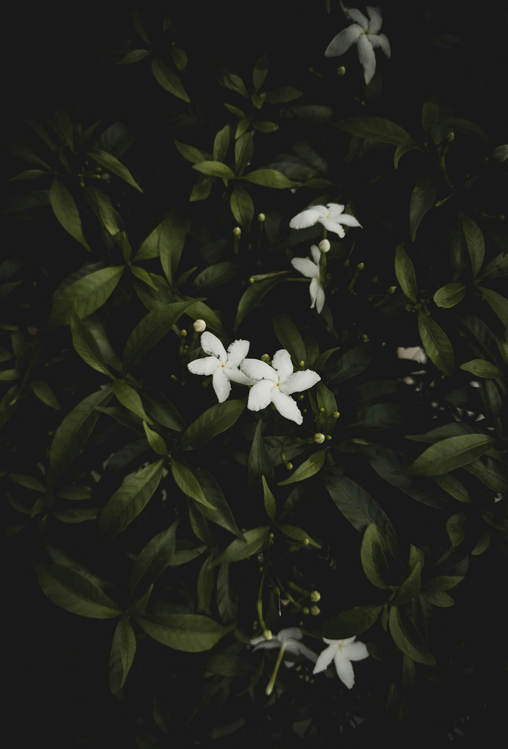 Jessemal® – Fraterworks